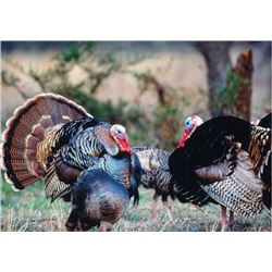 2 Person/2 day South Texas Turkey Hunt Trip