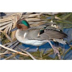 5 Person-1/2 Day Lissie Prairie Teal/Big Duck Combo