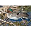 Image 1 : 5 Person-1/2 Day Lissie Prairie Teal/Big Duck Combo