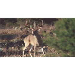 Texas Whitetail Hunt 2020. Hunt is for 1 Buck and one doe whitetail on over 3000 ac or private land