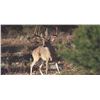 Image 1 : Texas Whitetail Hunt 2020. Hunt is for 1 Buck and one doe whitetail on over 3000 ac or private land