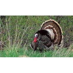 2 Hunters 3 Day Spring Colorado Turkey Hunt