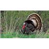 Image 1 : 2 Hunters 3 Day Spring Colorado Turkey Hunt