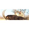 Image 2 : Safari (Kudu Adventure Safaris)