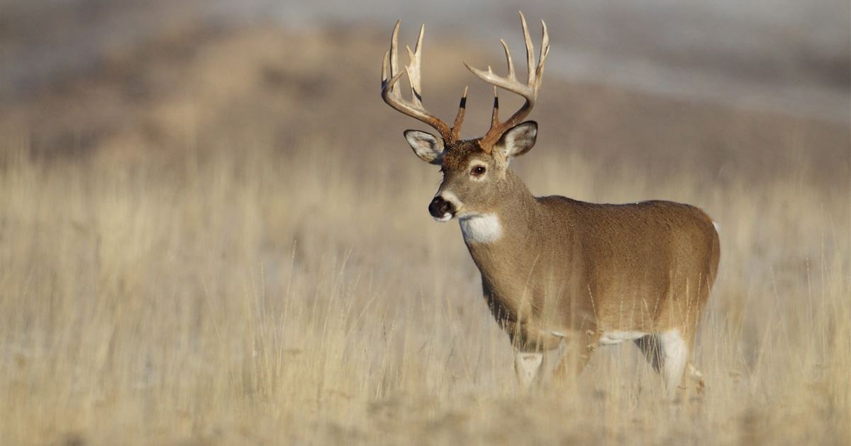 KANSAS WHITETAIL PRERUT ARCHERY HUNT