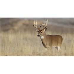 KANSAS WHITETAIL PRE-RUT ARCHERY HUNT