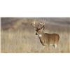 Image 1 : KANSAS WHITETAIL PRE-RUT ARCHERY HUNT