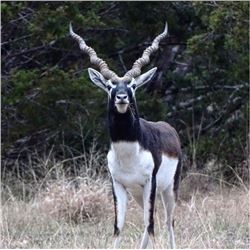 TEXAS EXOTIC BLACKBUCK ANTELOPE HUNT—ONE HUNTER  2 days-Sonora, Texas