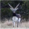 Image 1 : TEXAS EXOTIC BLACKBUCK ANTELOPE HUNT—ONE HUNTER  2 days-Sonora, Texas