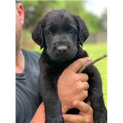 Grand Champion AKC Pointing Registered Black Lab Puppy