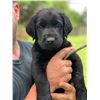 Image 1 : Grand Champion AKC Pointing Registered Black Lab Puppy