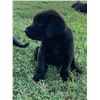 Image 2 : Grand Champion AKC Pointing Registered Black Lab Puppy