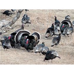 Merriams Turkey Hunt 2 Birds 1 Hunter 3 day Guided New Mexico