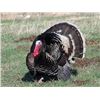 Image 2 : Merriams Turkey Hunt 2 Birds 1 Hunter 3 day Guided New Mexico
