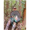 Image 2 : Ocellated Turkey Hunt for 1 with El Halcon one of Mexico's premier hunting destinations