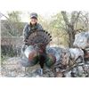Image 3 : Ocellated Turkey Hunt for 1 with El Halcon one of Mexico's premier hunting destinations