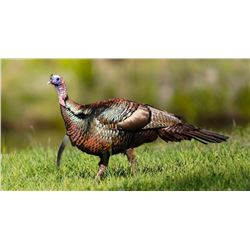 Osceola Turkey/Hog Combo With GOD's Country Outfitters