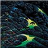 Image 2 : Three Pastures On A Hillside by Eyvind Earle (1916-2000)