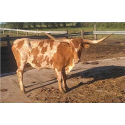 DK GLEEMING JUNE BUG