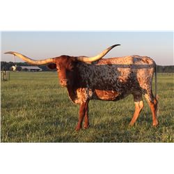 SR MADDENS SUGARFOOT