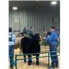 Image 1 : Clayton Harwood - 1380 LB Beef