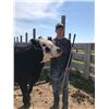 Image 1 : Matthew Eike - 1315 LB Beef