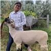 Image 1 : Elynn Aminkeng - 140 LB Sheep