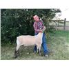 Image 1 : Riston Mikkelson - 146 LB Sheep