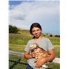 Image 1 : Norah Stromberg - Chicken