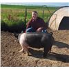 Image 1 : Ashton Deegan - 237 LB Swine