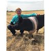 Image 1 : Ava Grove - 224 LB Swine