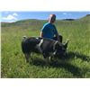 Image 1 : Kate Hedstrom - 201 LB Swine