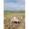 Image 1 : Matauri Vincent - 254 LB Swine
