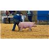 Image 1 : Ross Harwood - 290 LB Swine