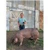 Image 1 : Tike Erickson - 215 LB Swine