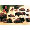 Image 1 : Study of Buffalos by Albert Bierstadt