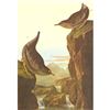 Image 1 : c1946 Audubon Print, #435 Dipper