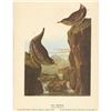 Image 2 : c1946 Audubon Print, #435 Dipper