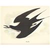 Image 2 : c1950 Audubon Print, Sooty Tern