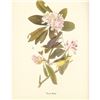 Image 1 : c1950 Audubon Print, Canadian Warbler