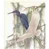 Image 1 : 1950 Menaboni Print, Little Blue Heron