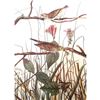 Image 1 : c1946 Audubon Print, #109 Savannah Sparrow