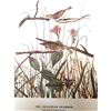 Image 2 : c1946 Audubon Print, #109 Savannah Sparrow