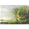 Image 1 : c1950 Audubon Print, Long-Billed Curlow