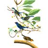 Image 1 : c1946 Audubon Print, #74 Indigo Bunting