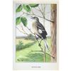 Image 2 : 1920's Mocking-Bird Color Lithograph Print