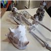 Image 2 : CONCH SHELL, SKELETON, AND BUDDHA
