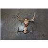 Image 1 : MOOSE AND DEER ANTLERS MOUNTED