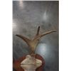 Image 2 : MOOSE AND DEER ANTLERS MOUNTED
