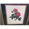 Image 3 : 2 ROSA CENTIFOLIA FRAMEED PRINTS